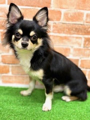 チワワ（ロングコート）