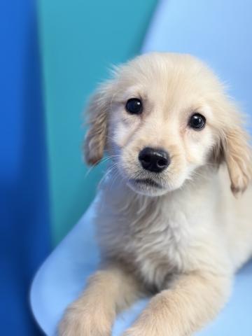 ゴールデンレトリーバー3653