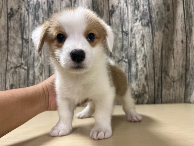 ウェルシュコーギーペンブローク