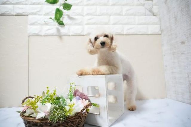 トイプードル（Tカップ）5939