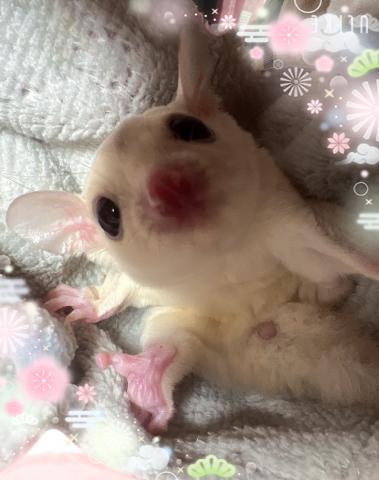 とっても綺麗なプラモザ君です🩵