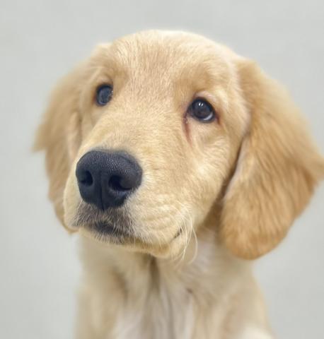 ゴールデンレトリーバー