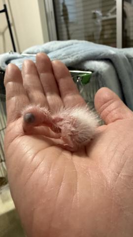 ウロコインコ④