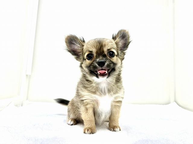 チワワ(ロングコート)469