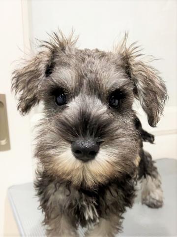 ミニチュアシュナウザー