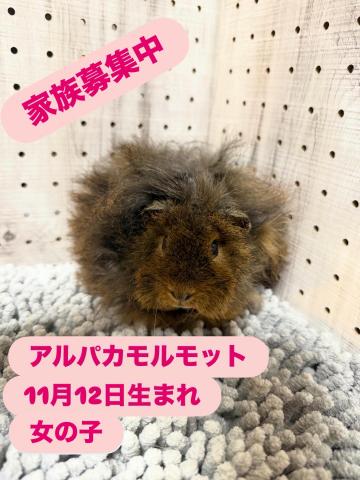 アルパカモルモット