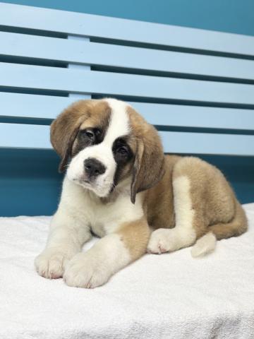 セントバーナード8951