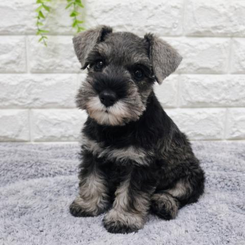 ミニチュアシュナウザー