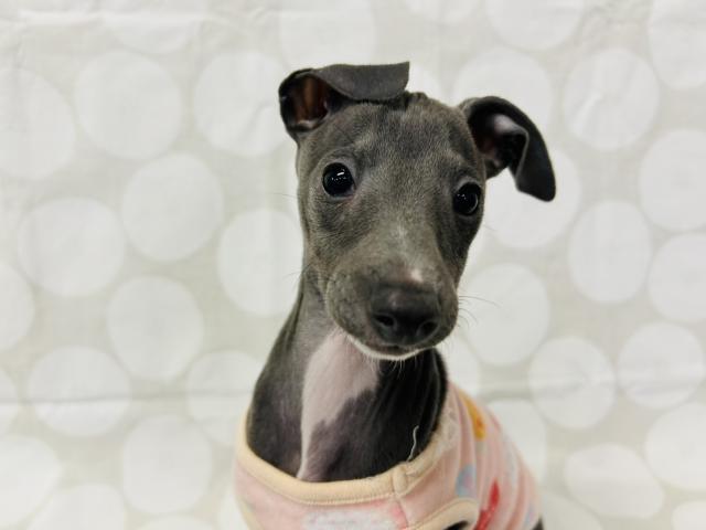 イタリアングレーハウンド