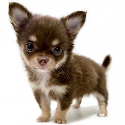 チワワ（ロングコート）