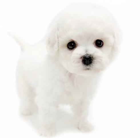 ビションフリーゼ