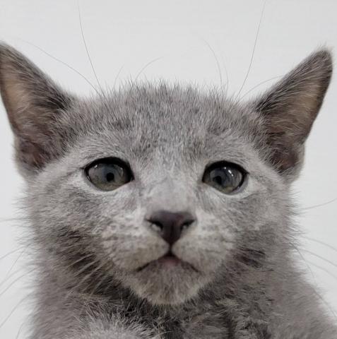 ロシアンブルー