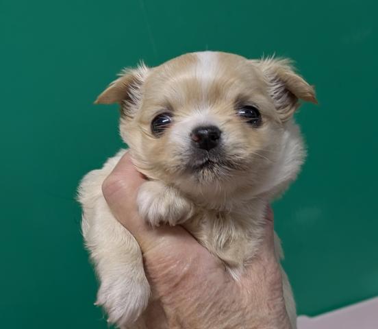 チワワ（ロングコート）