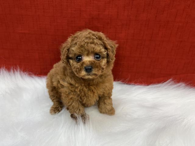 トイプードルティーカップ