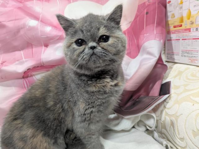 エキゾチックショートヘアー