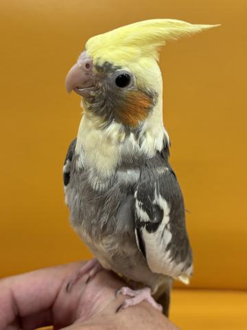 オカメインコ パイド