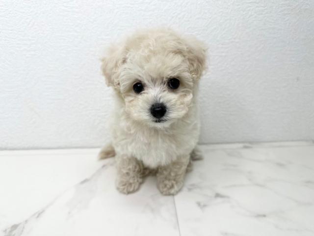 トイプードル
