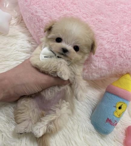 MIX🫧極小マルプー‪🫧