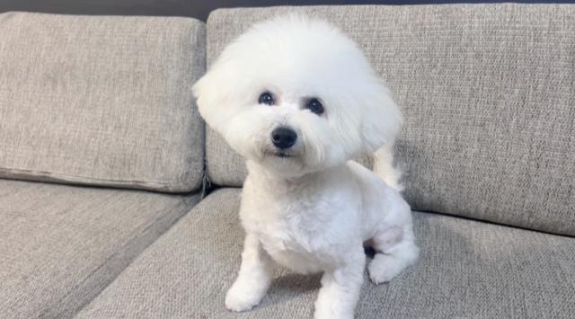 ビションフリーゼ