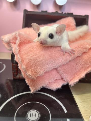 リューシ(モシスティック)