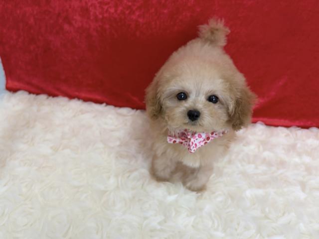 ティーカップ〜タイニープードル