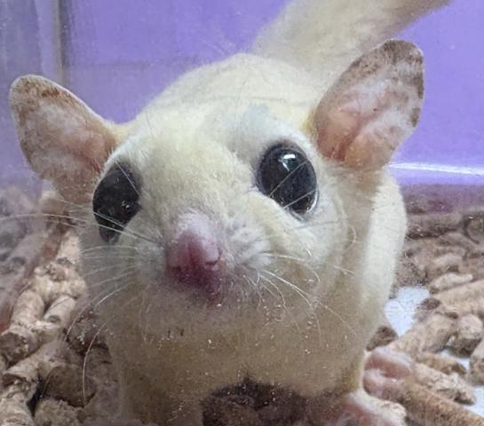 セール開催中にて更に特価の子(3連休限定)‼️