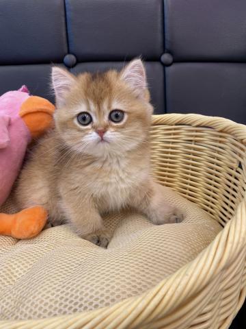 レアカラーのブリティッシュの女の子です🐈💞奈良県北葛城郡王寺町