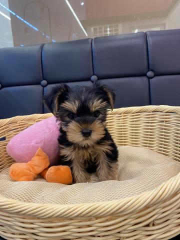 美人です！ヨークシャーテリアの女の子💕奈良県北葛城郡王寺町