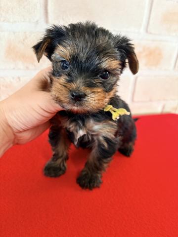 ヨークシャーテリア