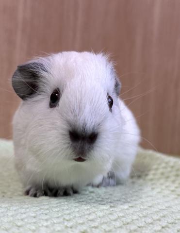 ロシアンスモークモルモット