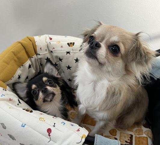 チワワ（ロングコート）