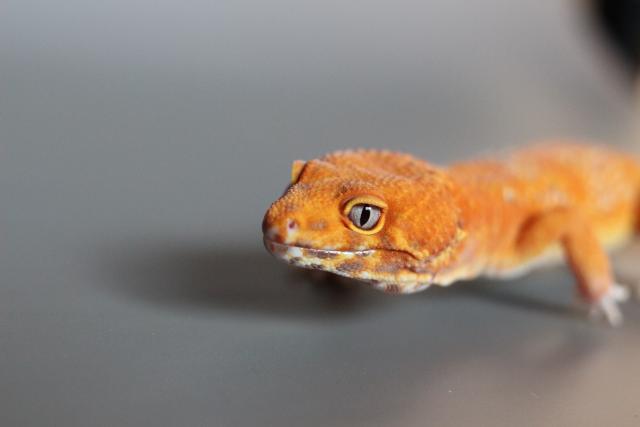 ヒョウモントカゲモドキ(レオパードゲッコー)