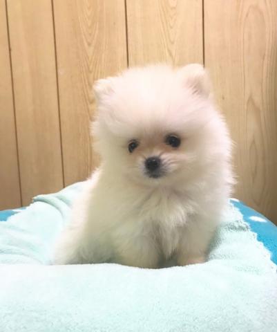 ポメラニアン