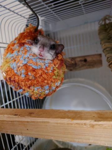 アメリカモモンガ