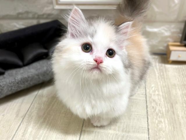 ミヌエット(旧ナポレオン)