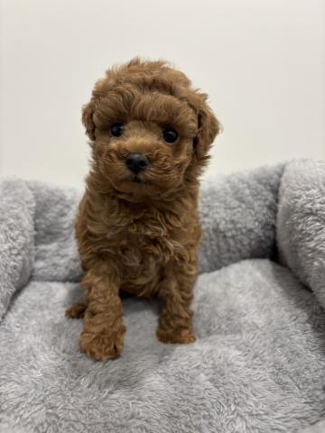 タイニープードル