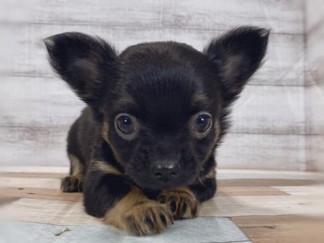 チワワ(ロングコート)