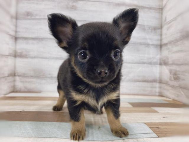 チワワ(ロングコート)