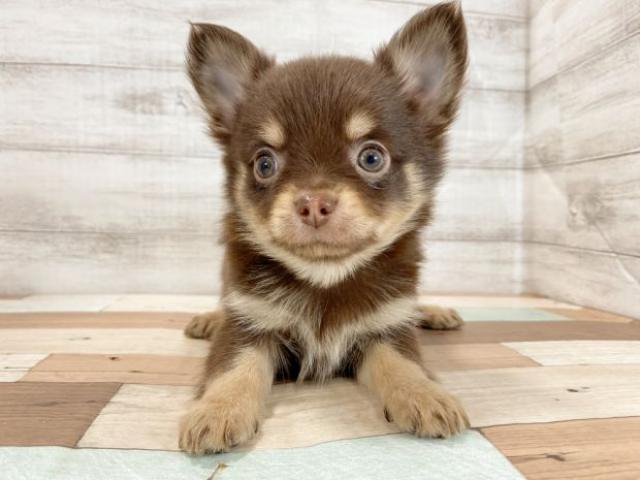 チワワ(ロングコート)