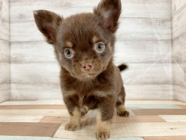 チワワ(ロングコート)