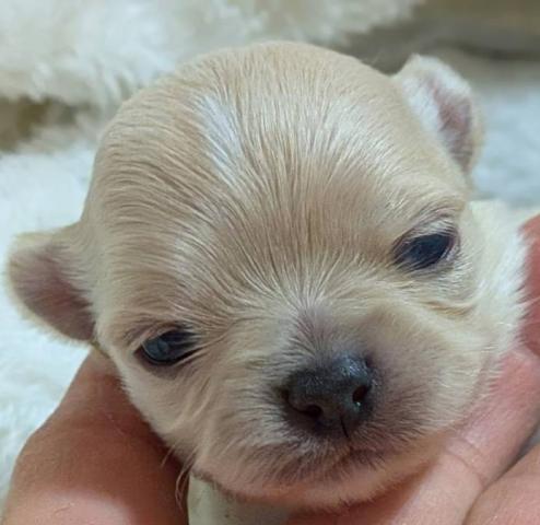 チワワ(ロングコート)