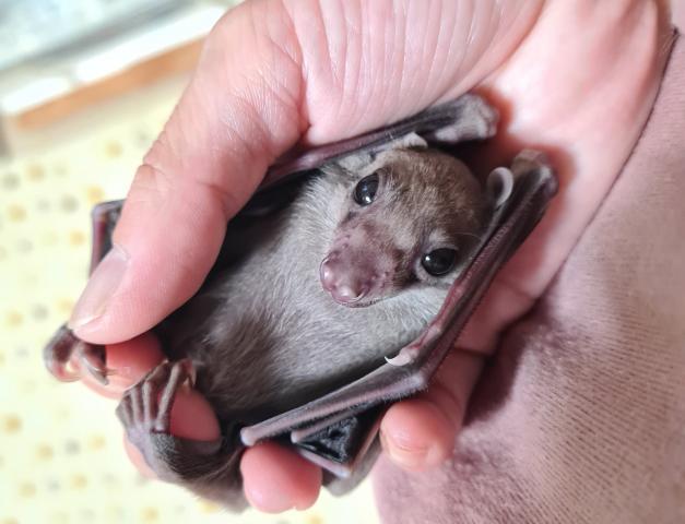 エジプシャンルーセットオオコウモリ