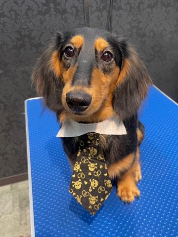 ミニチュアダックスフンド