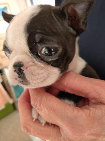 ボストンテリア