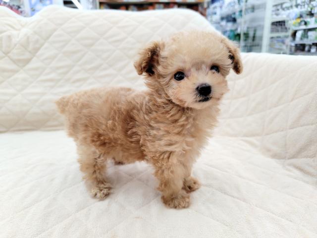 トイプードル