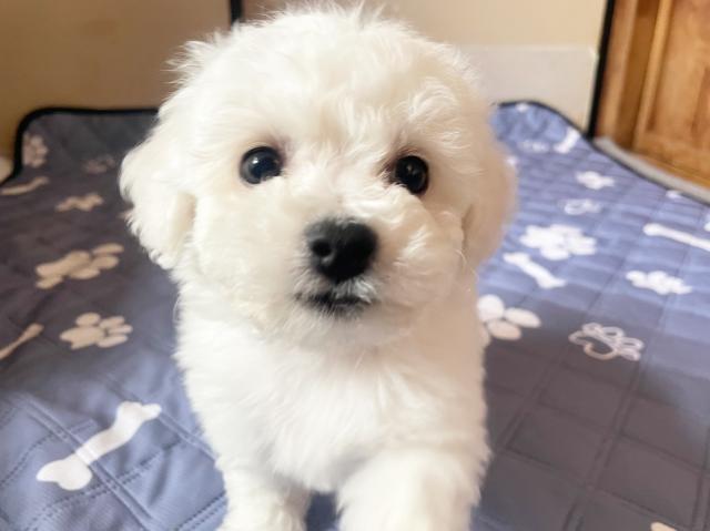 ビションフリーゼ