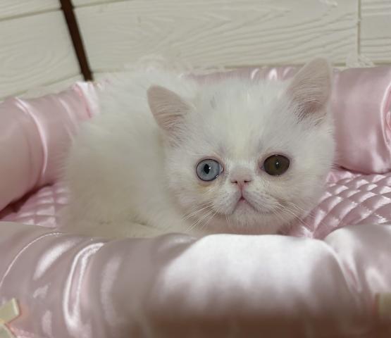 エキゾチックショートヘアー