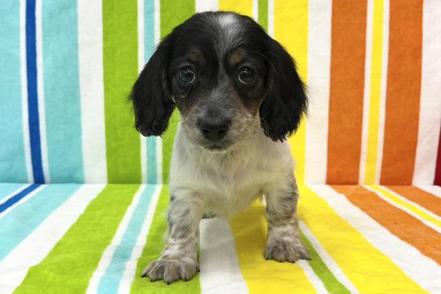 ミニチュアダックスフンド