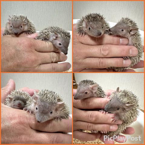 ヒメハリテンレック