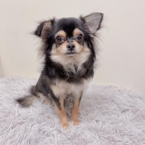 チワワ（ロングコート）